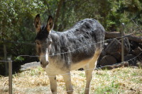 dsc_8829.jpg We saw the Montgomery's donkeys