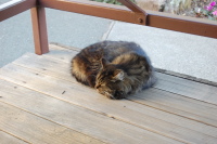 dsc_1930.jpg The house cat.