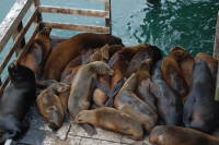 dsc_6282.jpg On the Santa Cruz Wharf
