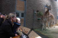 dsc_7501.jpg Giraffe!