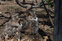 dsc_7525.jpg Hootie sends a shout out to the Kappa sisters.