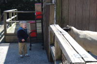 dsc_7530.jpg Baaaa!  Devin's favorite animal sound.