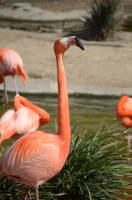 dsc_5597.jpg We all went to the Zoo on Friday.